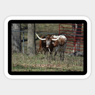 Longhorn Sticker